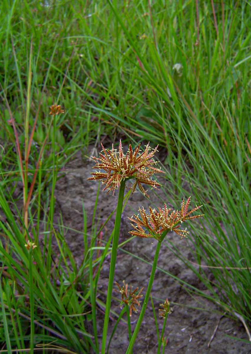 Cyperus denudatus