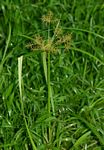 Cyperus distans