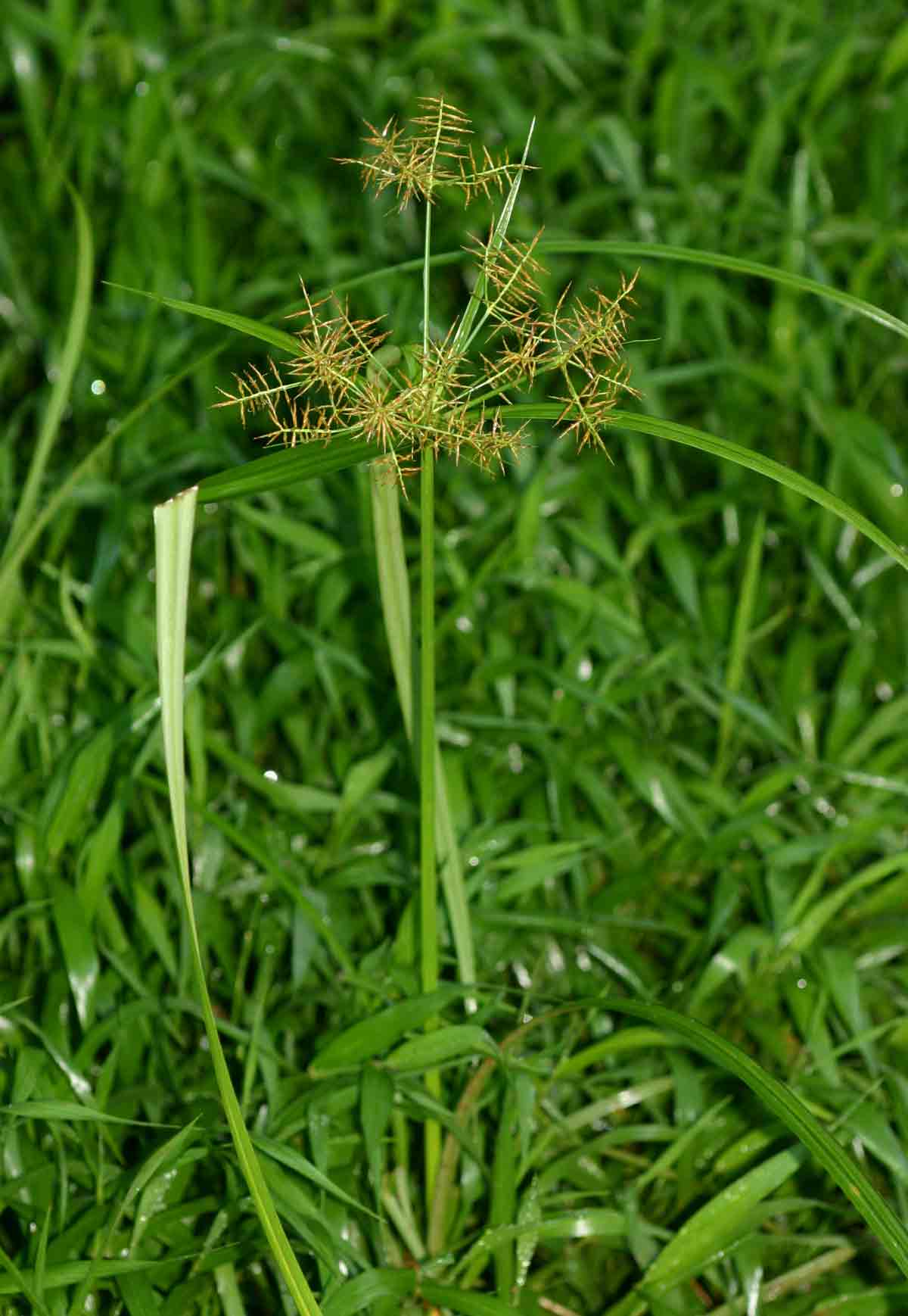 Cyperus distans Cyperus distans