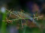 Cyperus distans