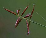 Cyperus distans