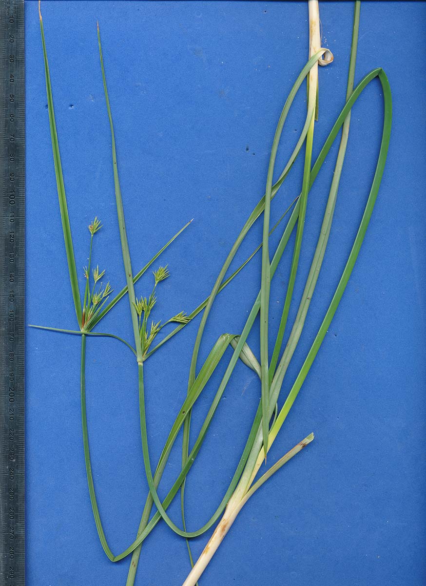 Cyperus esculentus Cyperus esculentus