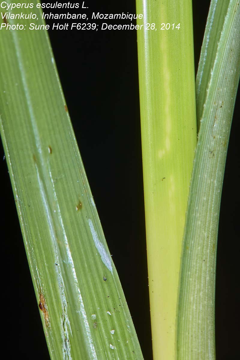 Cyperus esculentus Cyperus esculentus