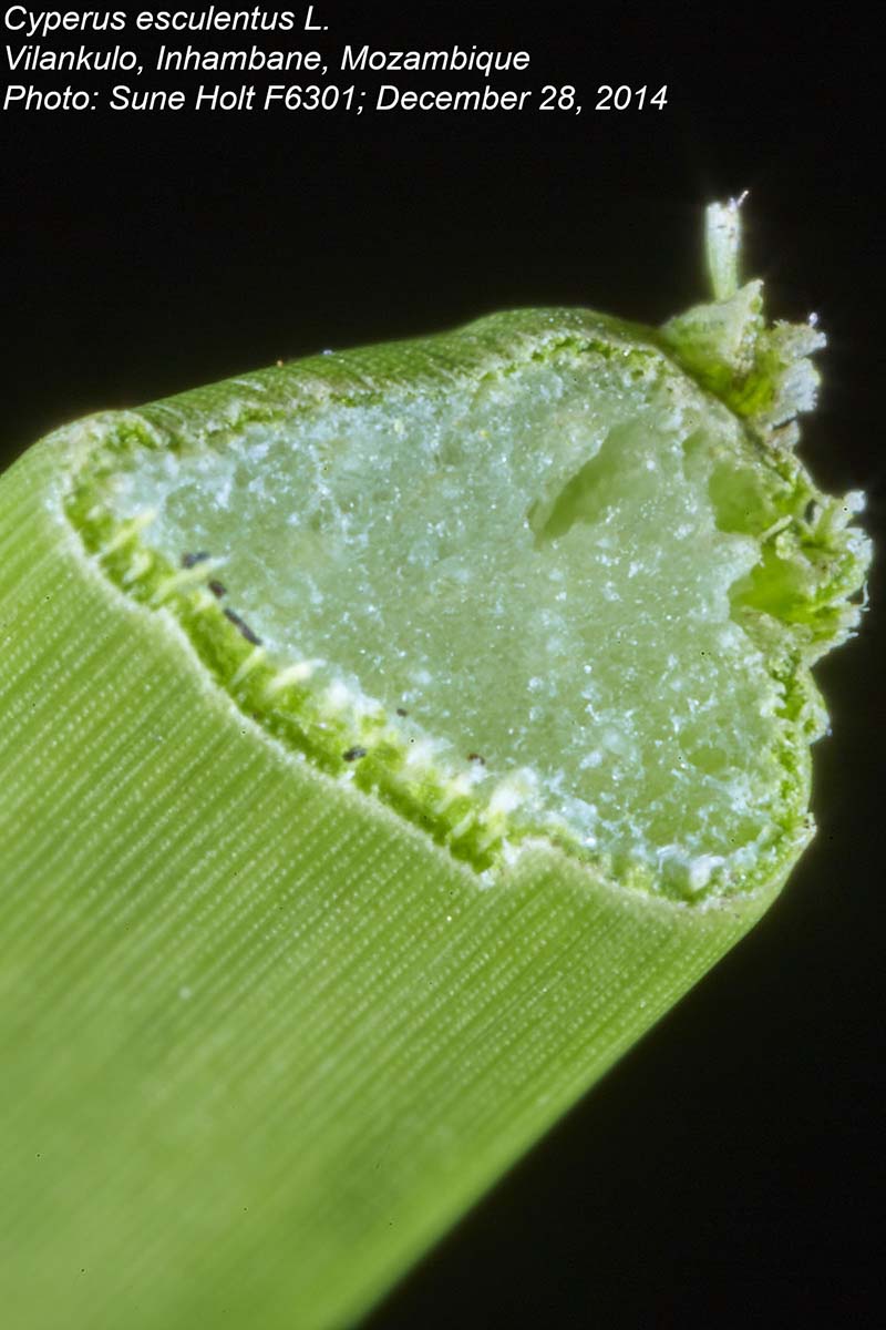 Cyperus esculentus Cyperus esculentus