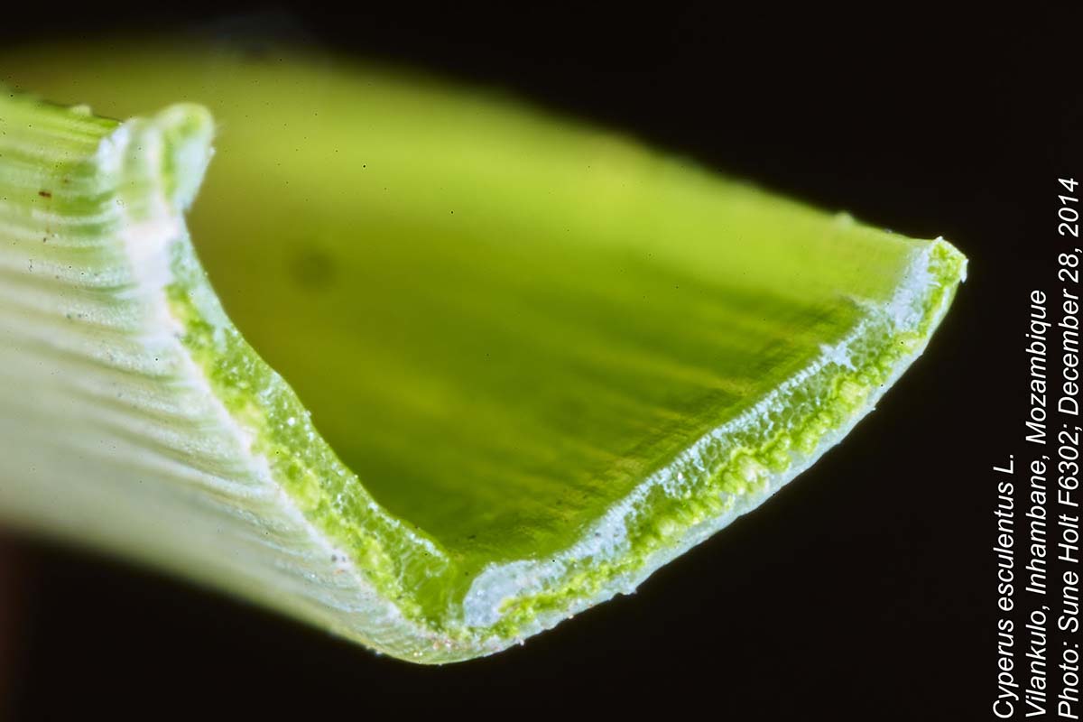 Cyperus esculentus Cyperus esculentus