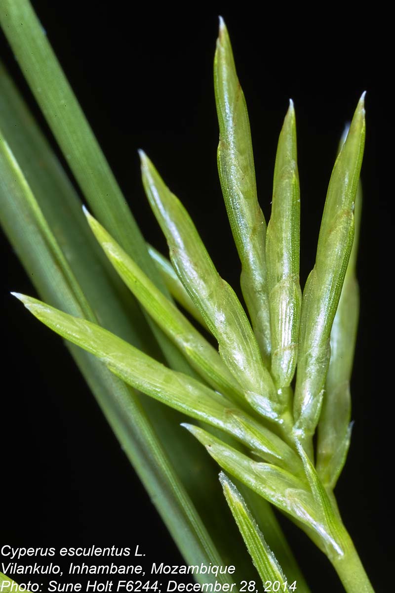 Cyperus esculentus Cyperus esculentus