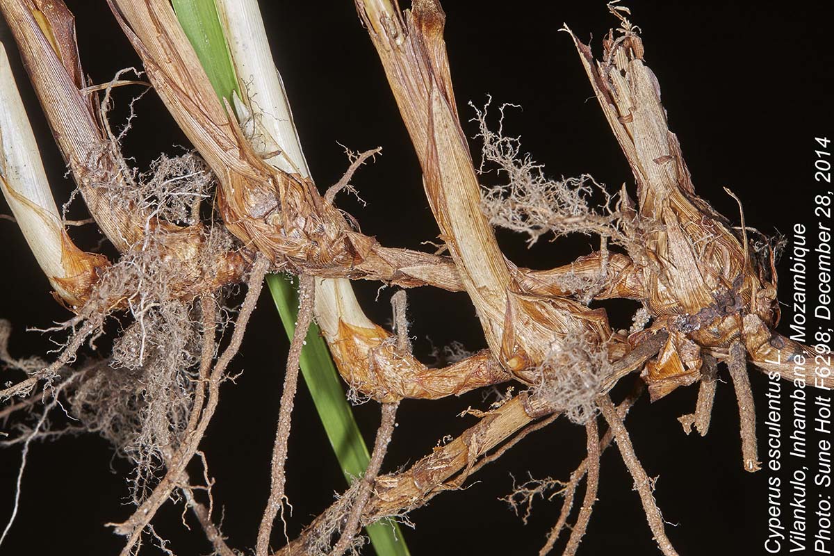 Cyperus esculentus Cyperus esculentus