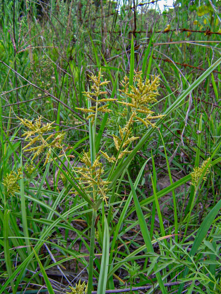 Cyperus esculentus