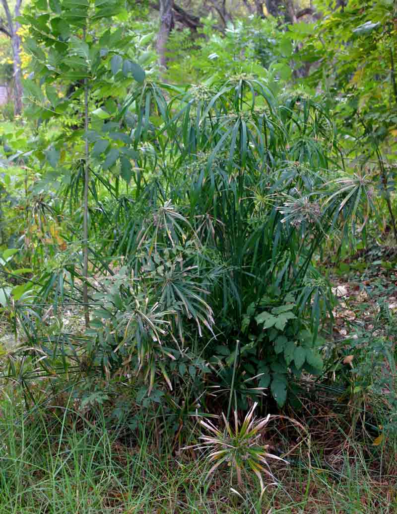 Cyperus involucratus Cyperus involucratus
