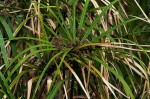 Cyperus involucratus