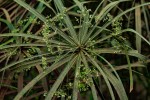 Cyperus involucratus