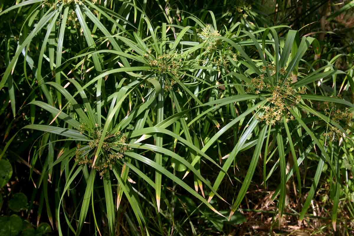 Cyperus involucratus