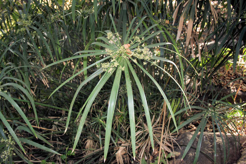 Cyperus involucratus