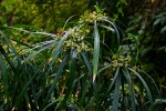 Cyperus involucratus