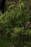 Cyperus involucratus