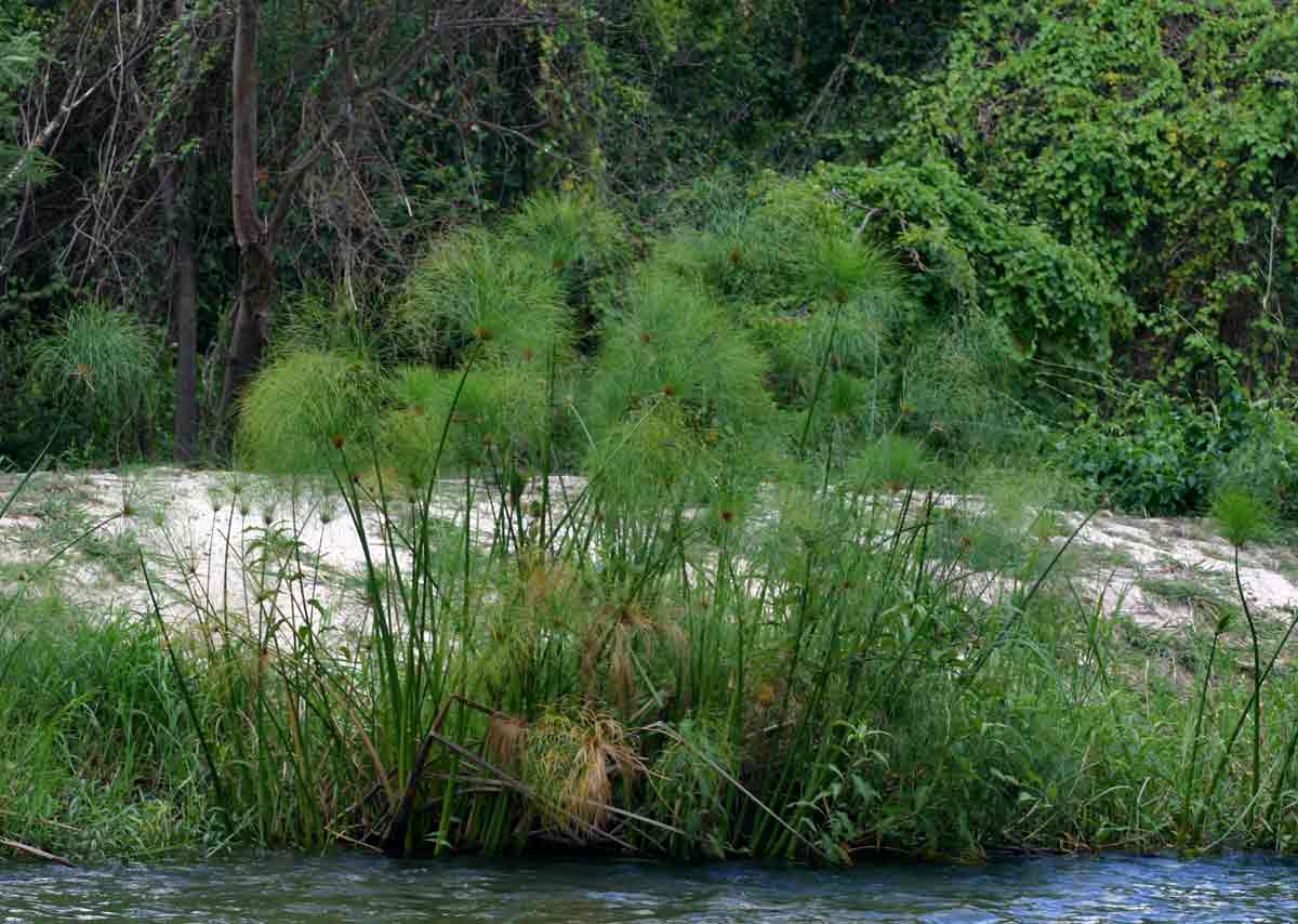 Cyperus papyrus