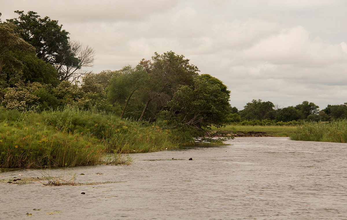 Cyperus papyrus Cyperus papyrus