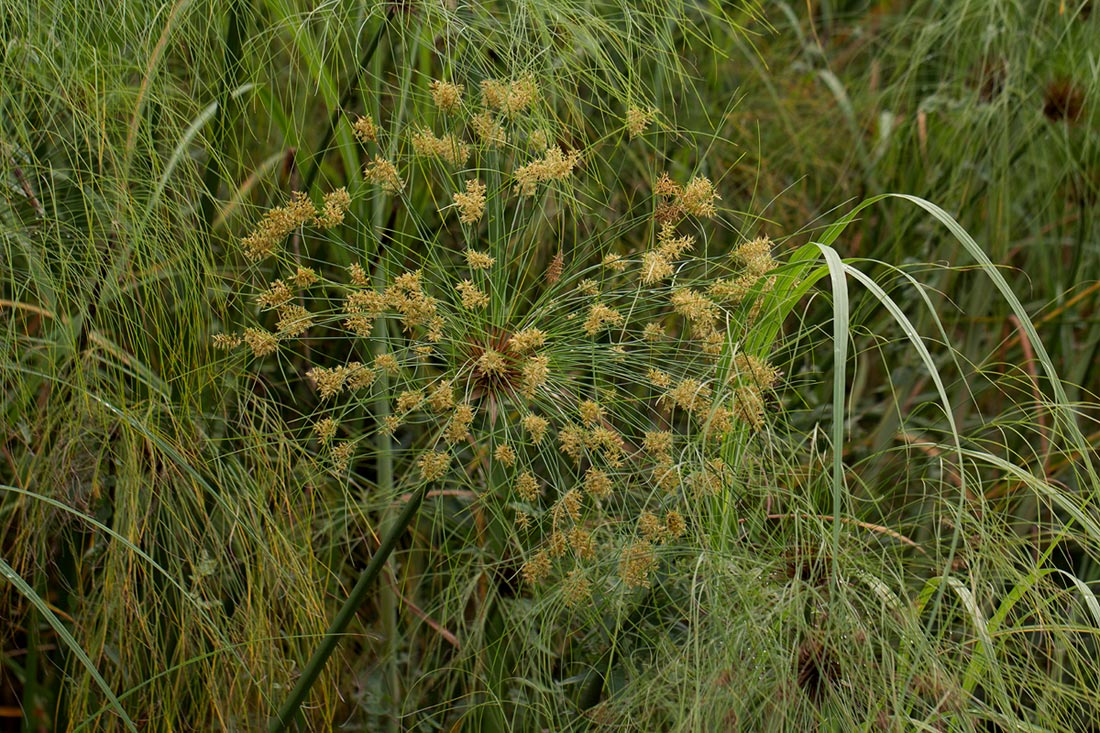 Cyperus papyrus