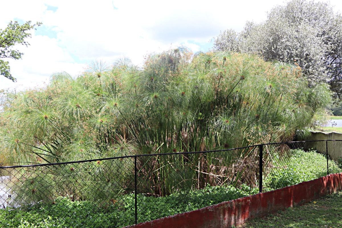 Cyperus papyrus Cyperus papyrus