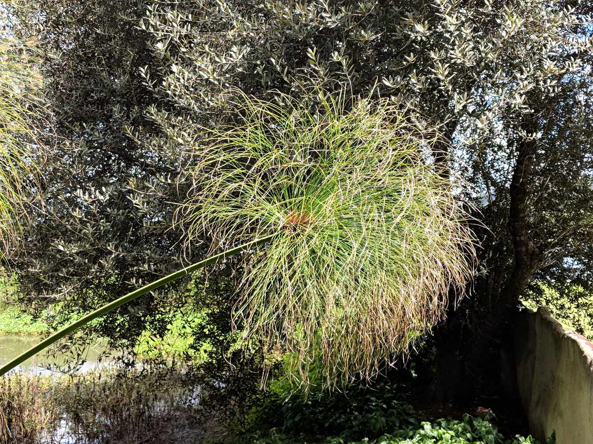Cyperus papyrus Cyperus papyrus