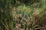 Cyperus papyrus