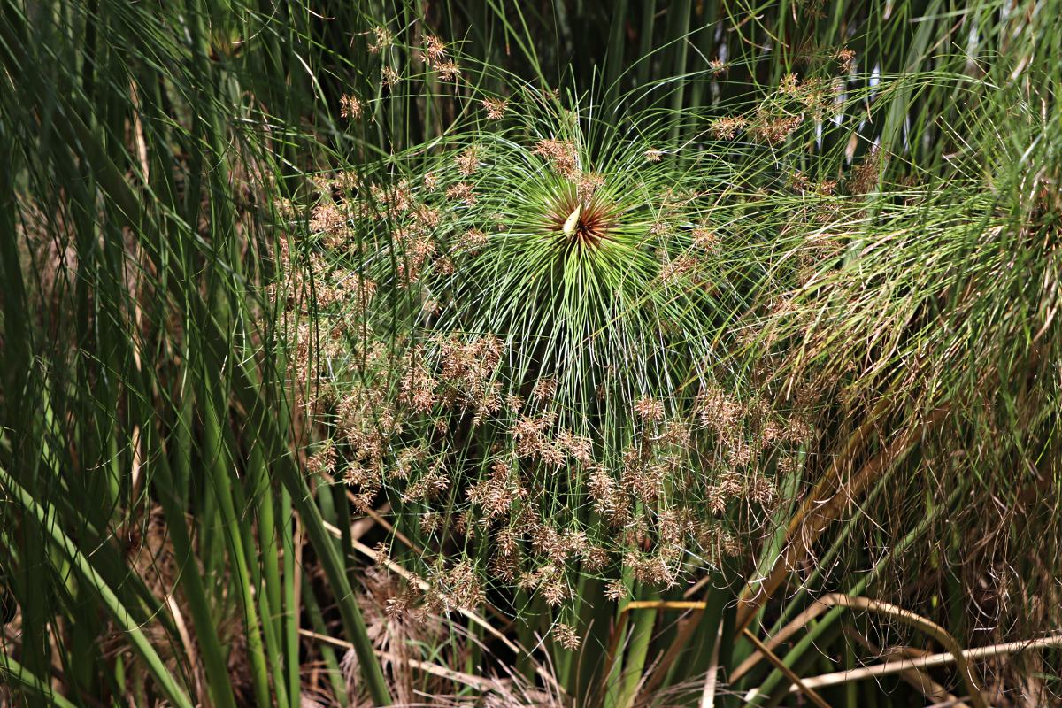 Cyperus papyrus