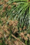 Cyperus papyrus