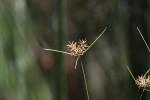 Cyperus papyrus