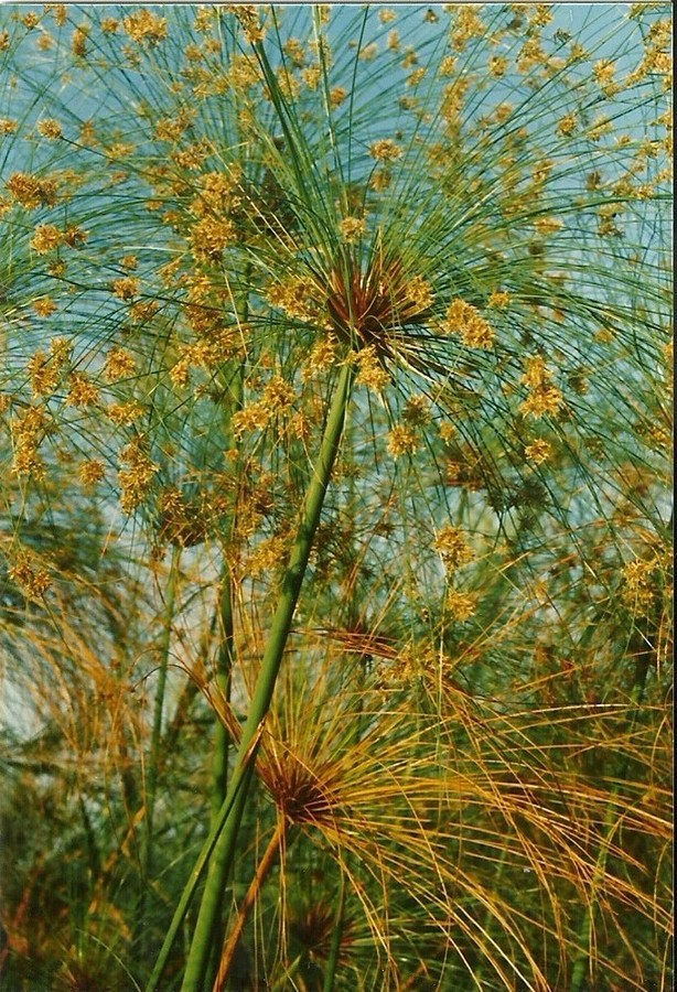 Cyperus papyrus