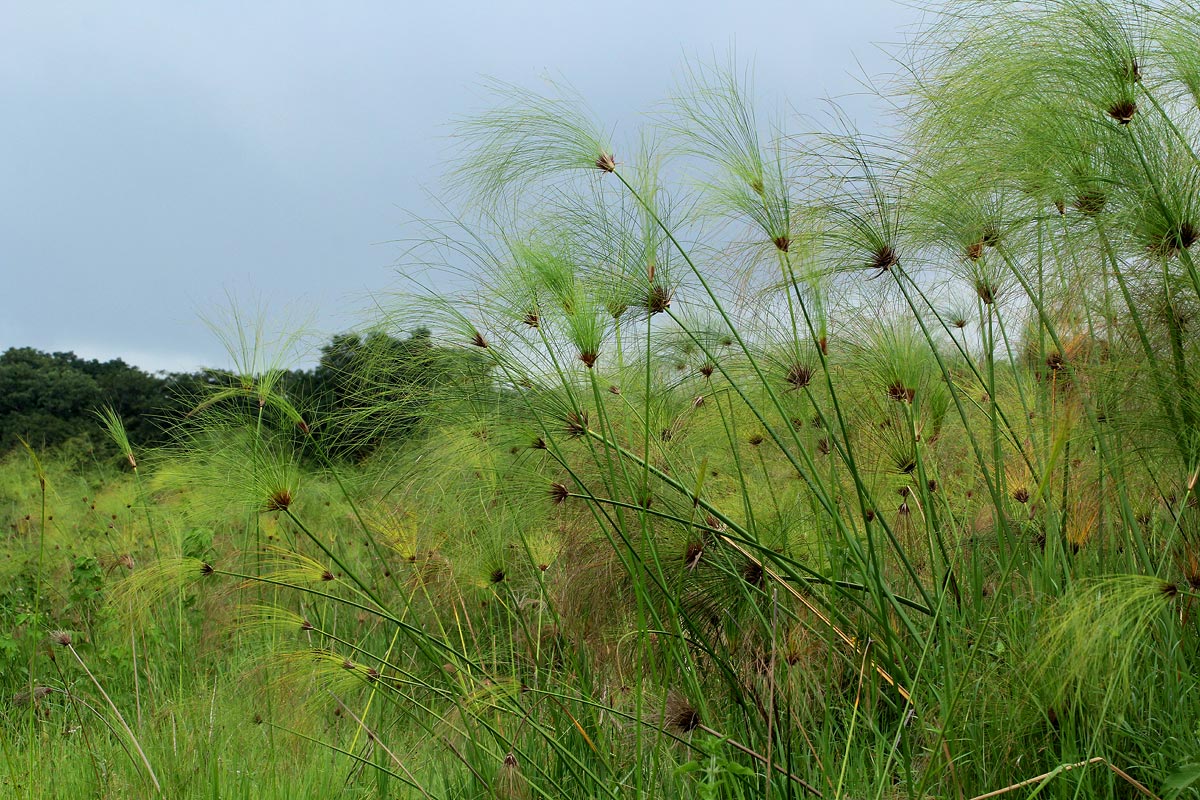 Cyperus papyrus