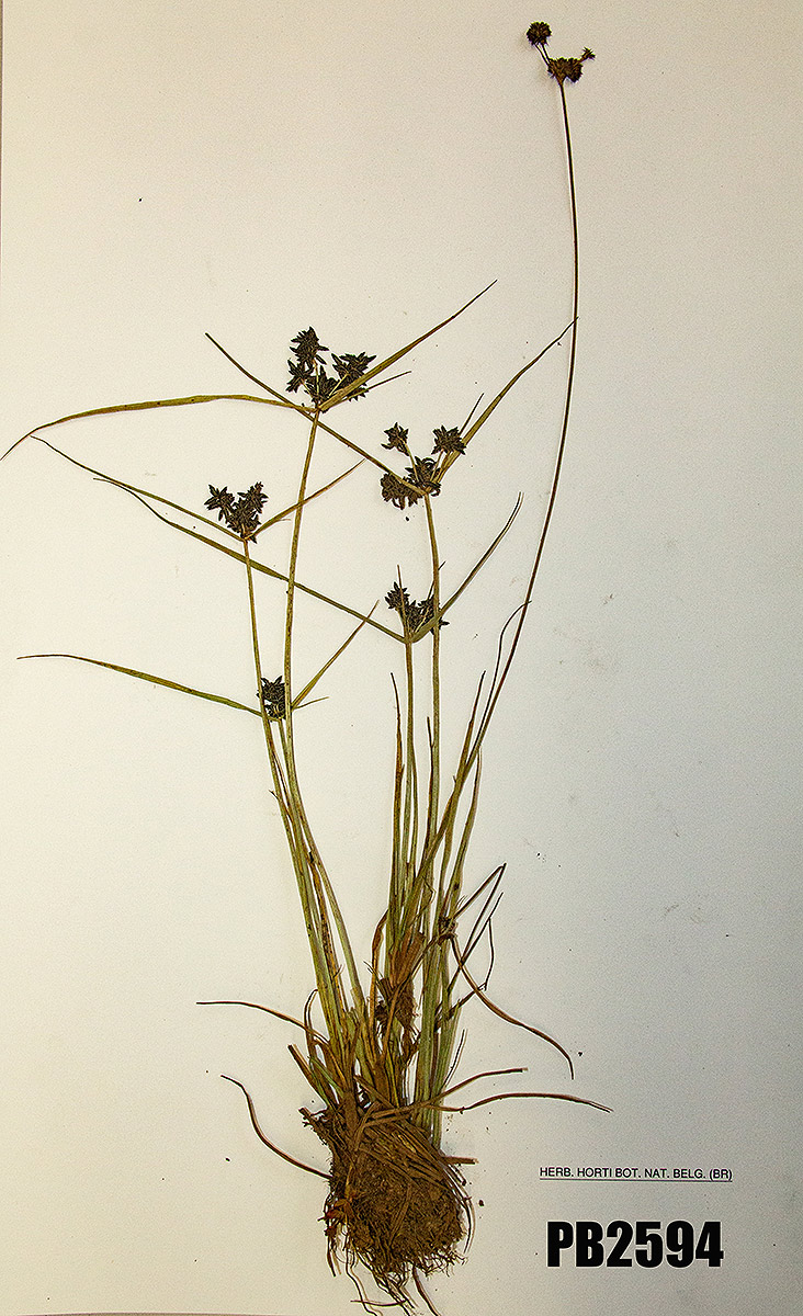 Pycreus elegantulus Pycreus elegantulus