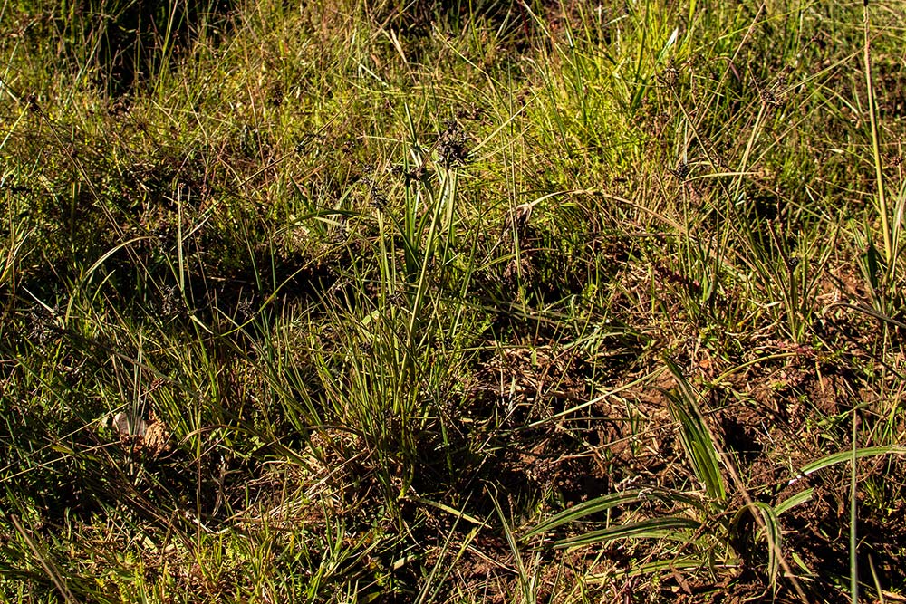 Pycreus elegantulus Pycreus elegantulus