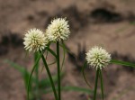 Cyperus dubius var. dubius