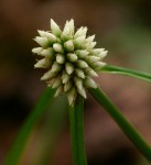 Cyperus dubius var. dubius