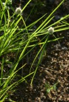 Cyperus dubius var. dubius