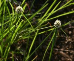 Cyperus dubius var. dubius