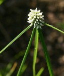 Cyperus dubius var. dubius