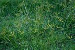 Cyperus cyperoides