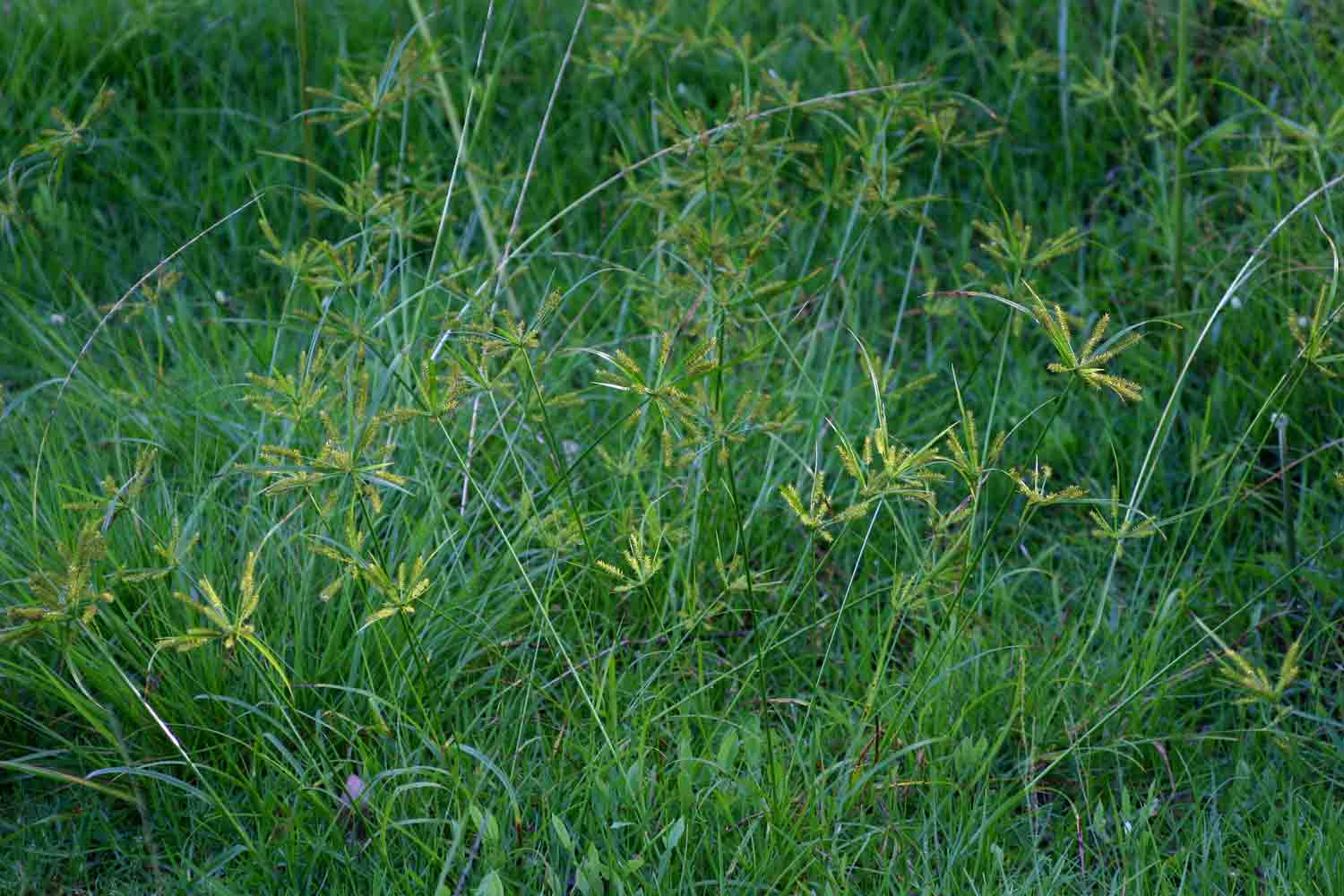 Cyperus cyperoides Cyperus cyperoides