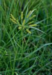 Cyperus cyperoides