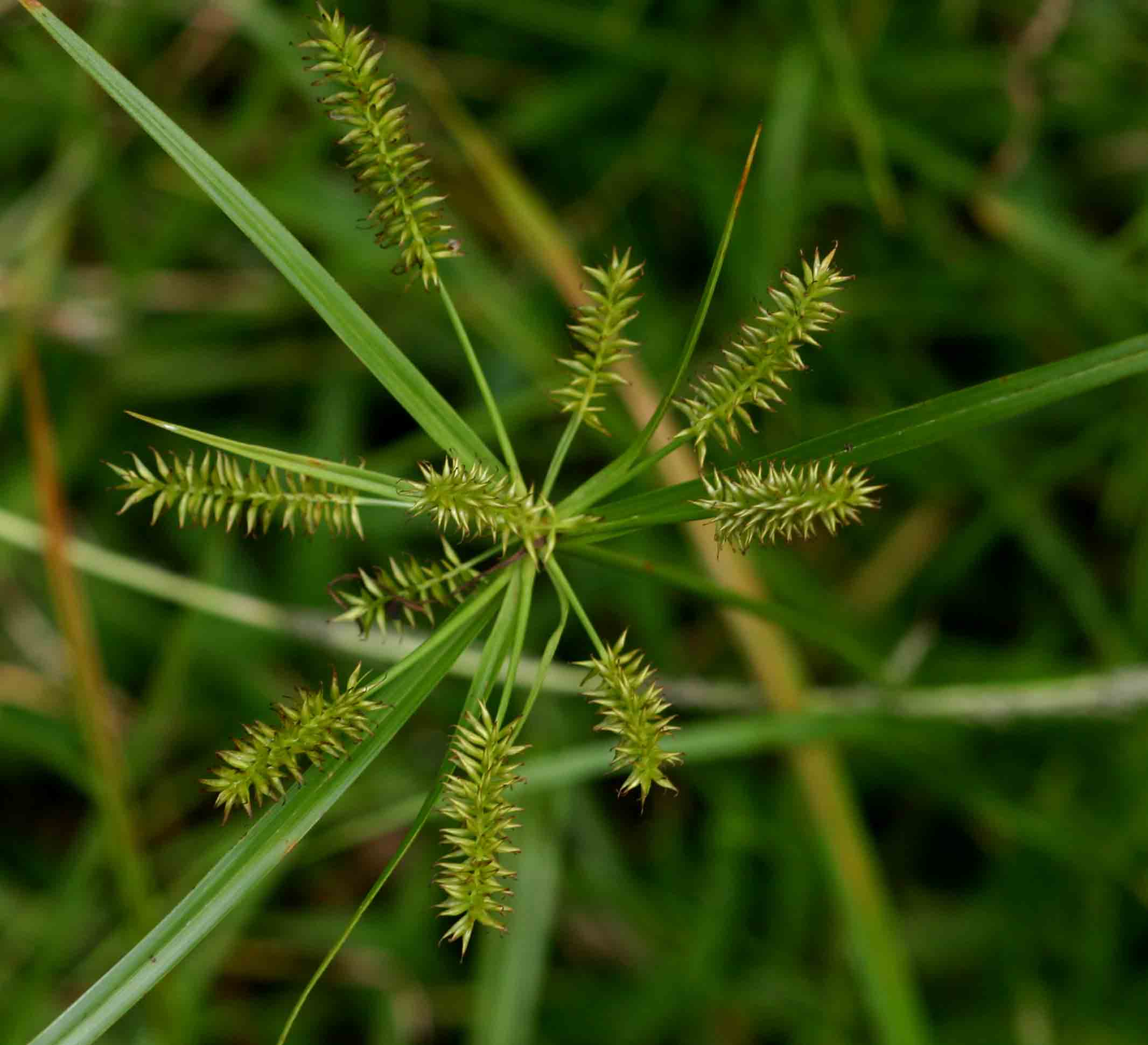Cyperus cyperoides