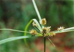 Cyperus cyperoides