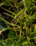 Cyperus cyperoides