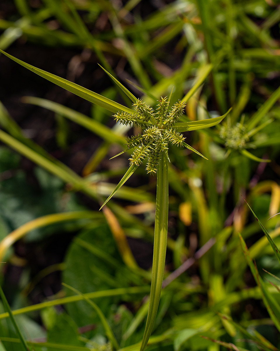 Cyperus cyperoides