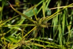 Cyperus cyperoides
