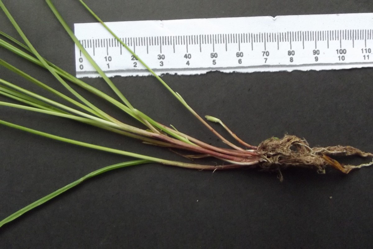 Cyperus squarrosus