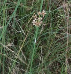 Schoenoplectus muricinux