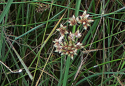 Schoenoplectus muricinux Schoenoplectus muricinux