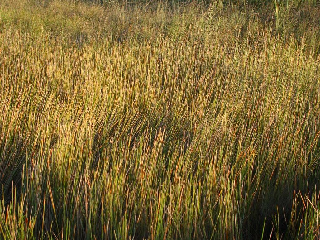 Eleocharis variegata Eleocharis variegata