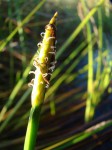 Eleocharis variegata